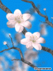 anim240x320_by_matafaka_09.gif